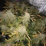 Семена конопли Auto CBD Charlotte’s Angel® от Dutch Passion